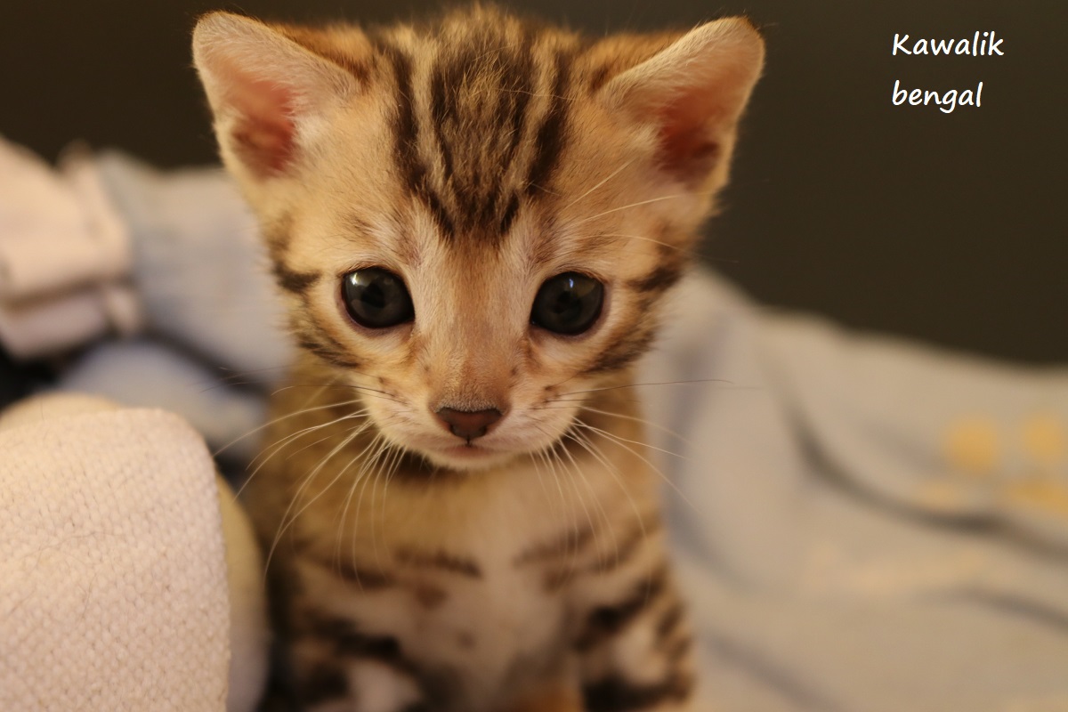 chaton bengal